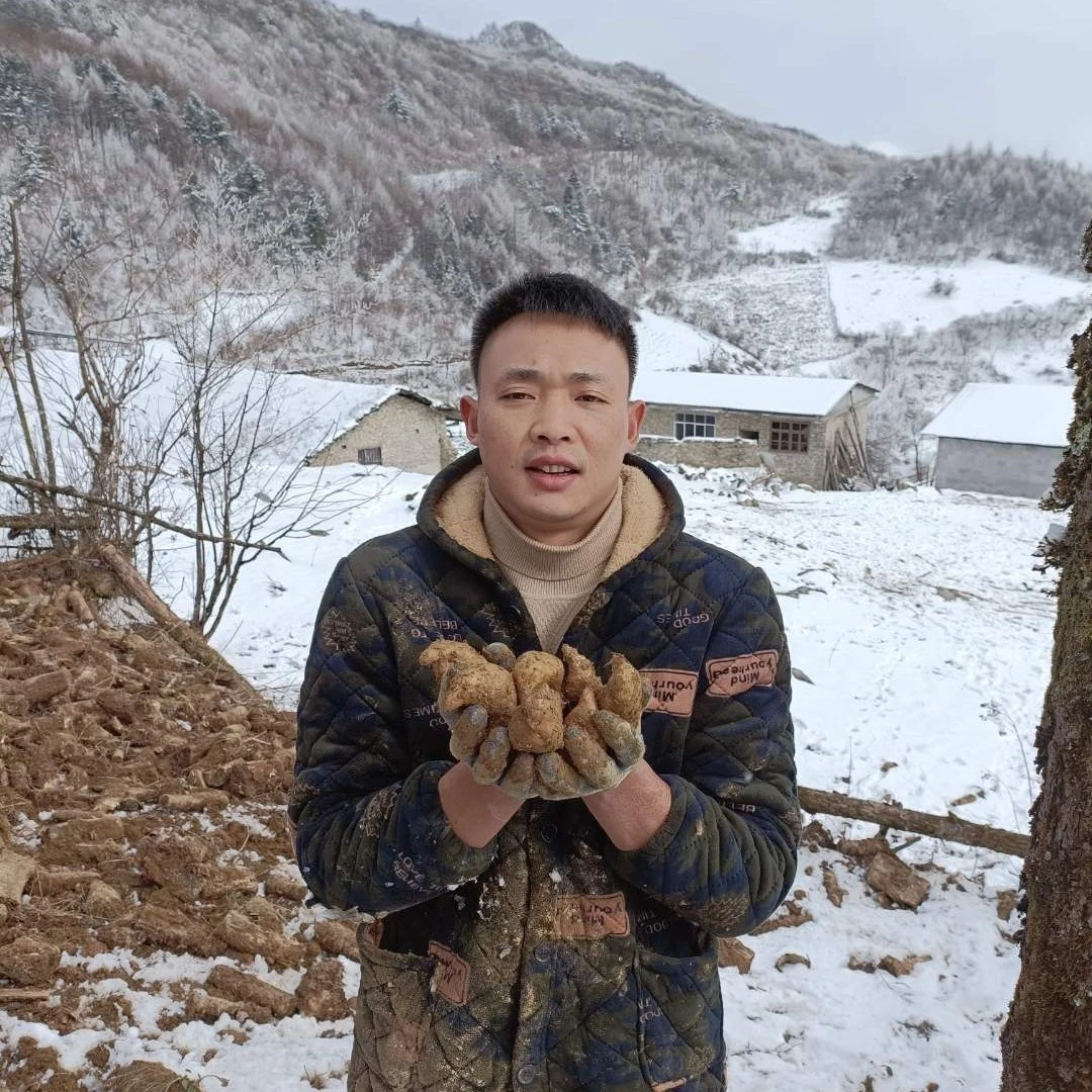 恩施高山天麻1500g-2500g