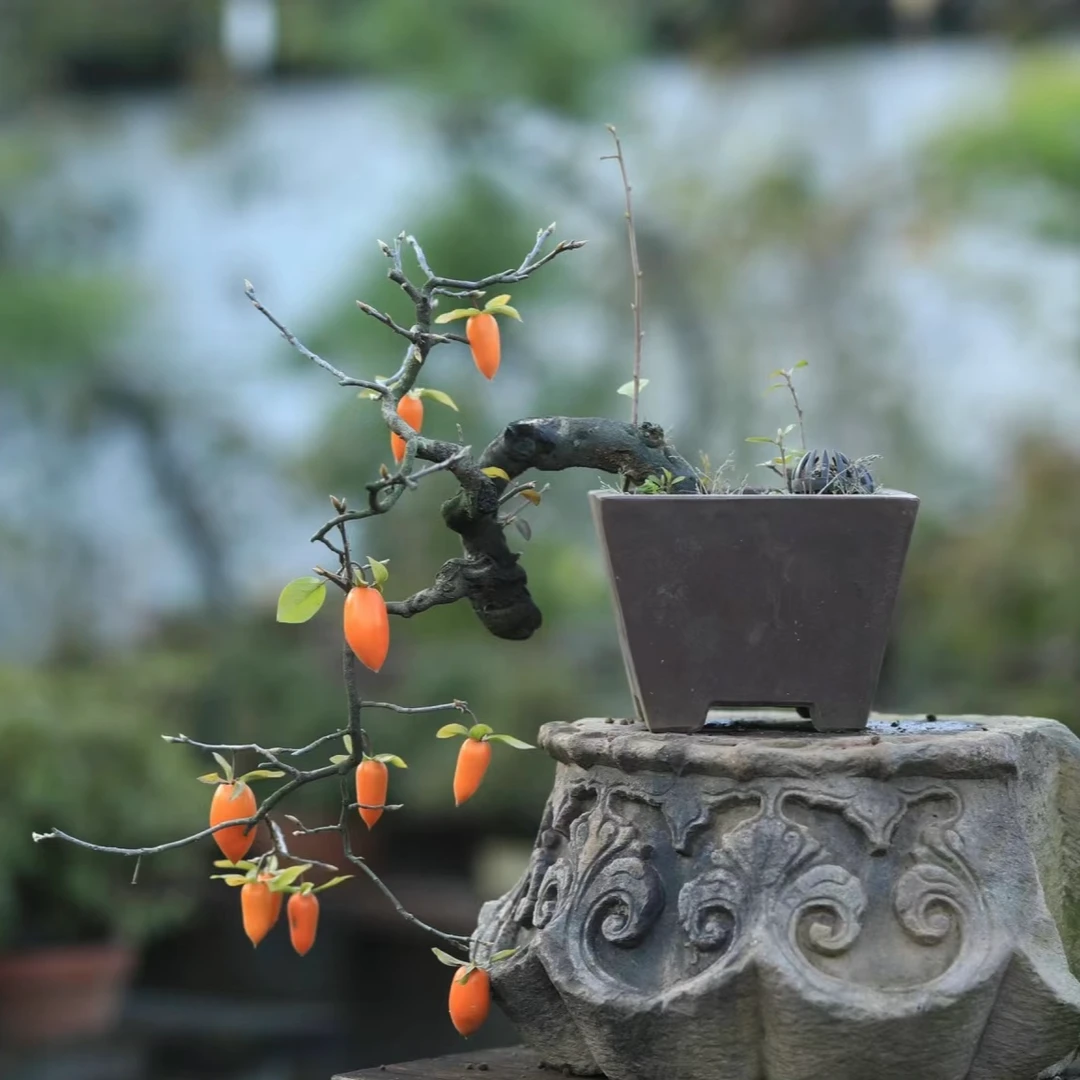 老鸦柿盆景盆栽绿植