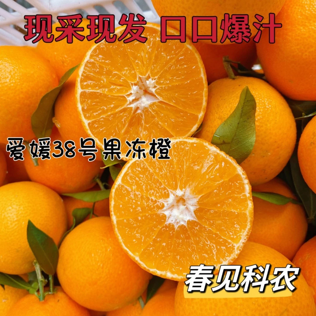 【崽崽助农】爱媛38果冻橙新鲜应季水果自家果园现采现发