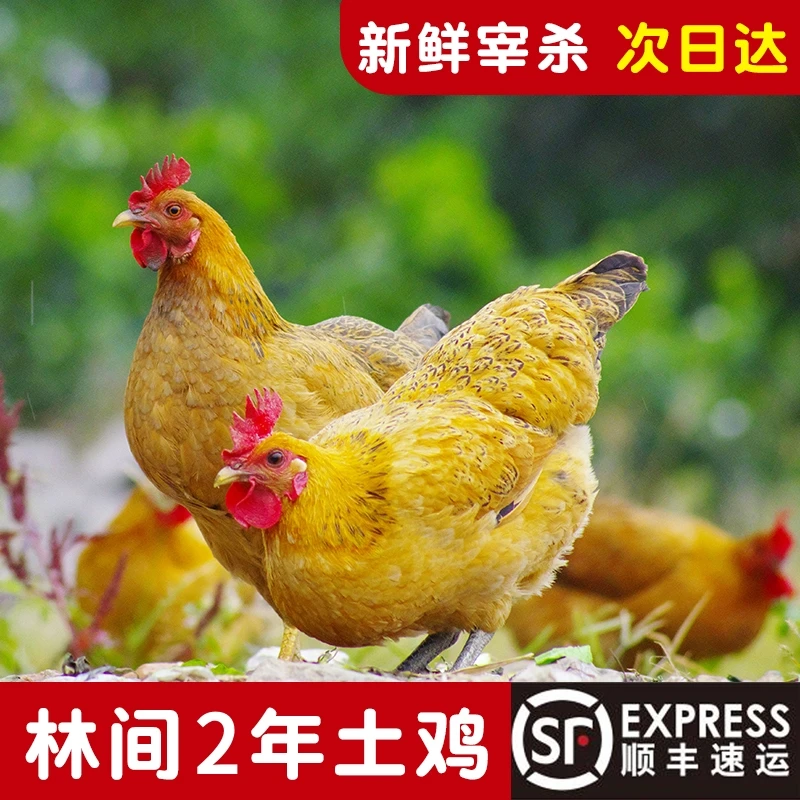 【2只】河南黑脚土鸡两年黄油老母鸡草鸡 到手5-6斤 不土不正宗可退