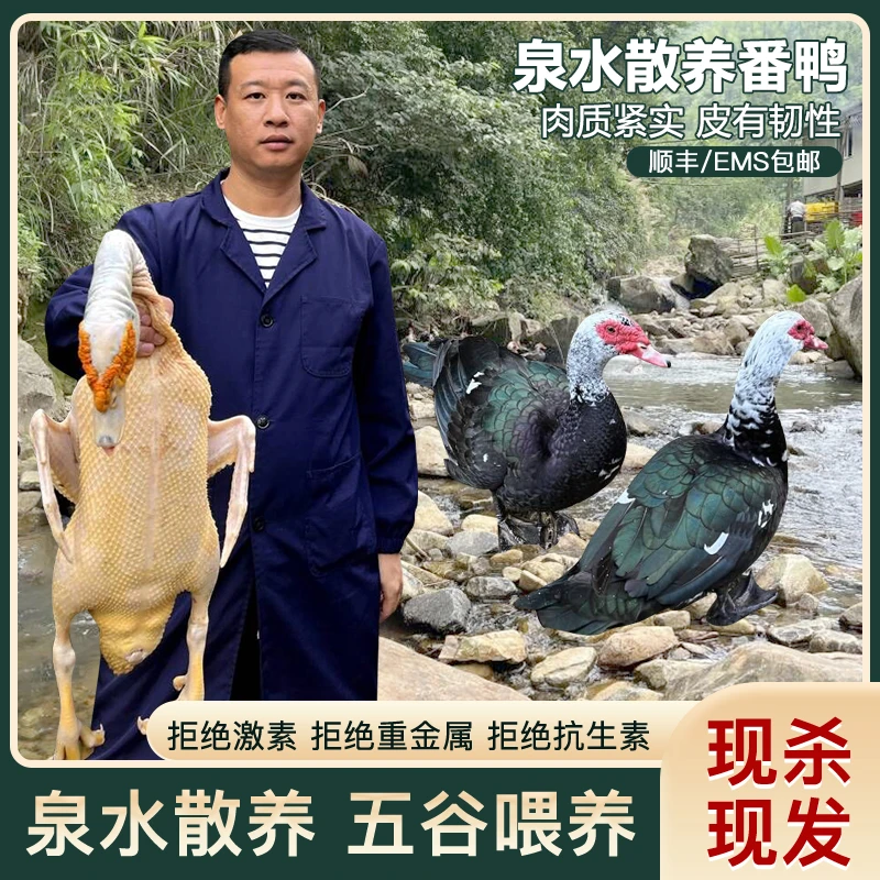 散养吃五谷杂粮番鸭土鸭净重5.5斤以上