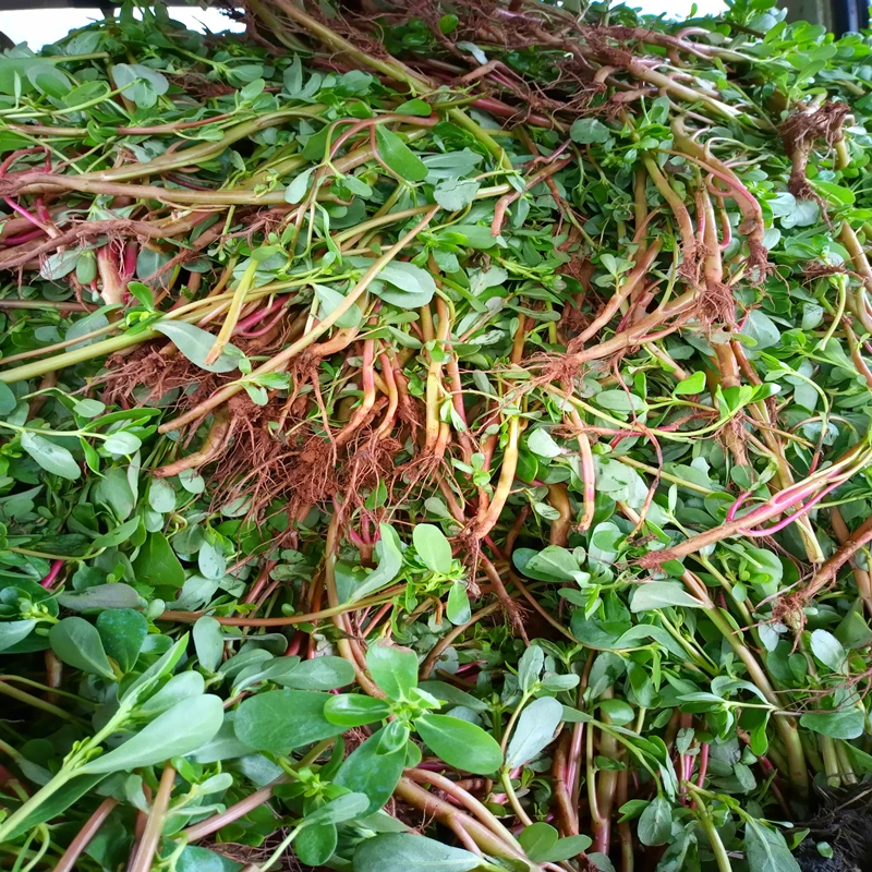 马齿苋纯露500ml喷雾爽肤水湿敷
