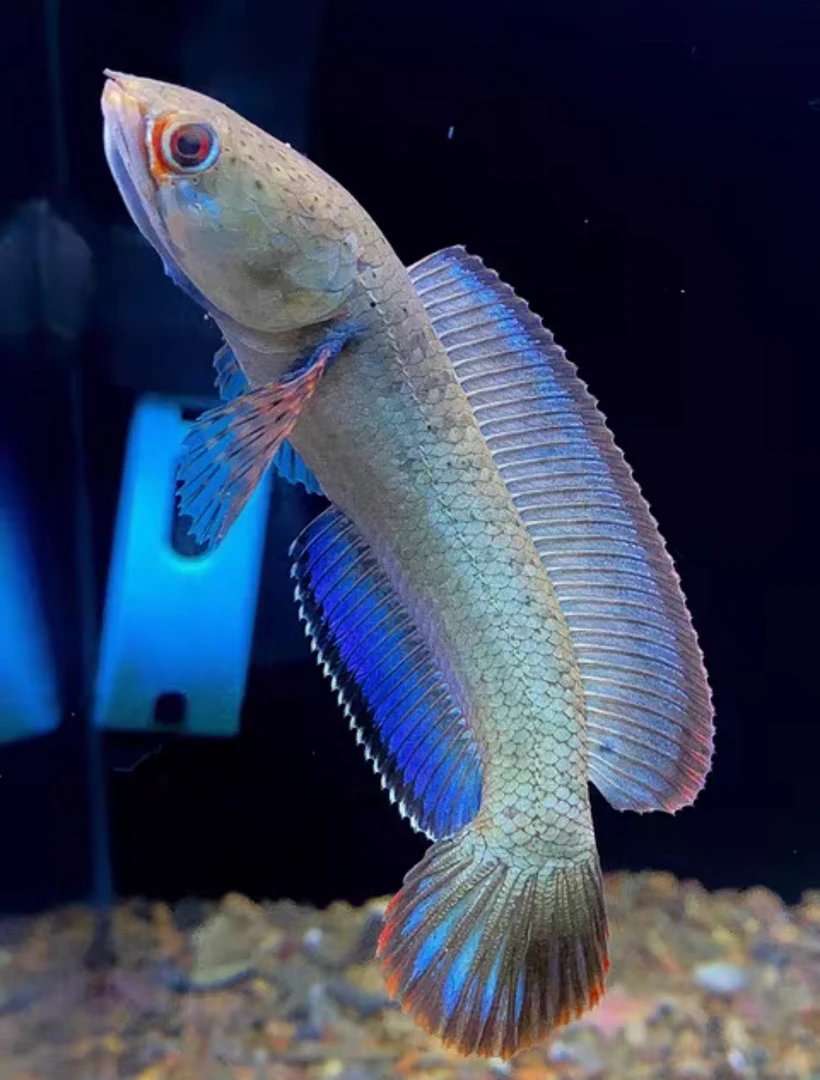 酒红雷龙/小型雷龙圆头系/体验繁殖利器   看好详情页售后规则