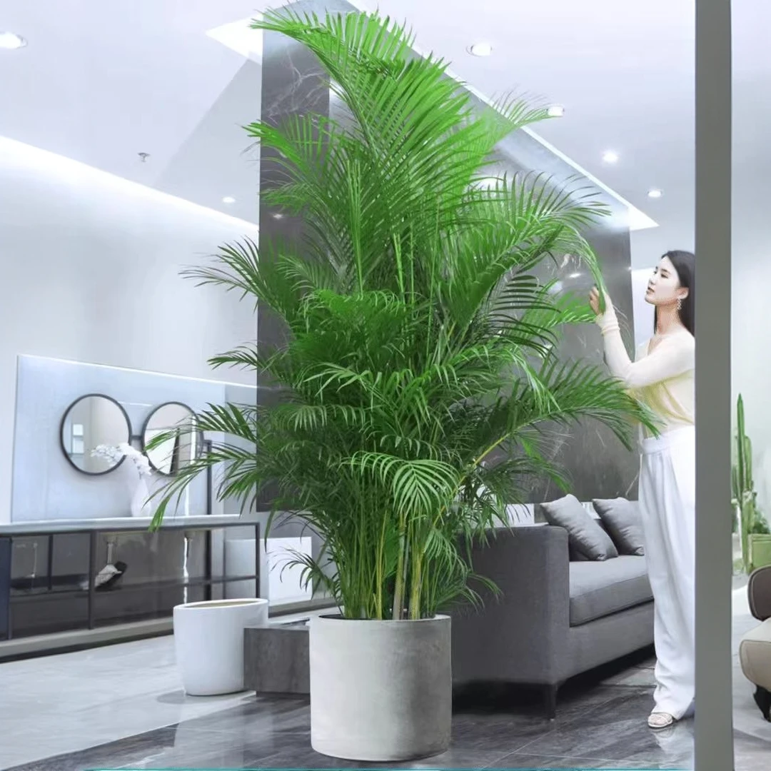 【玖佰园艺】散尾葵大型绿植盆栽凤尾竹植物净化空气直播一物一拍