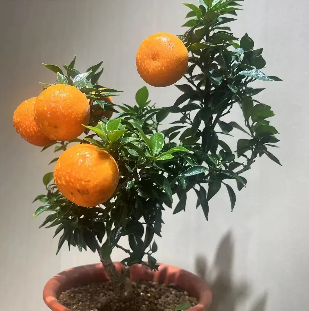 绿植进口八房柑名贵盆景一物一拍