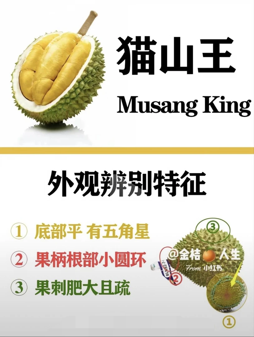 仿真绿植各种榴莲苗带土带叶发货