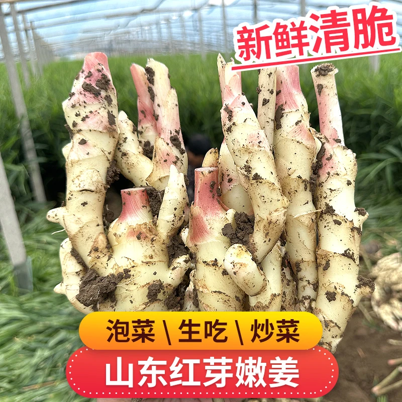 粉丝专享 山东红芽嫩姜3-4.5斤新鲜现挖清脆鲜嫩泡菜生吃炒菜