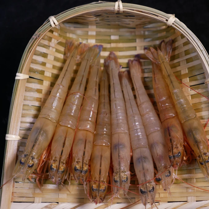 北部湾北海海捕麻虾海鲜顺丰包邮