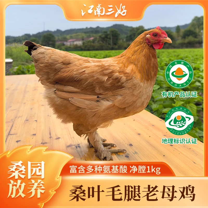 江南三好桑叶散养毛腿老母鸡广德毛腿鸡