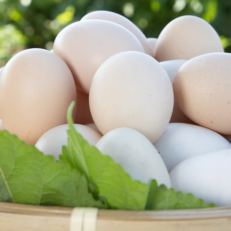 江南三好桑叶土鸡蛋广德毛腿鸡农场现捡土鸡蛋【30枚/50枚】