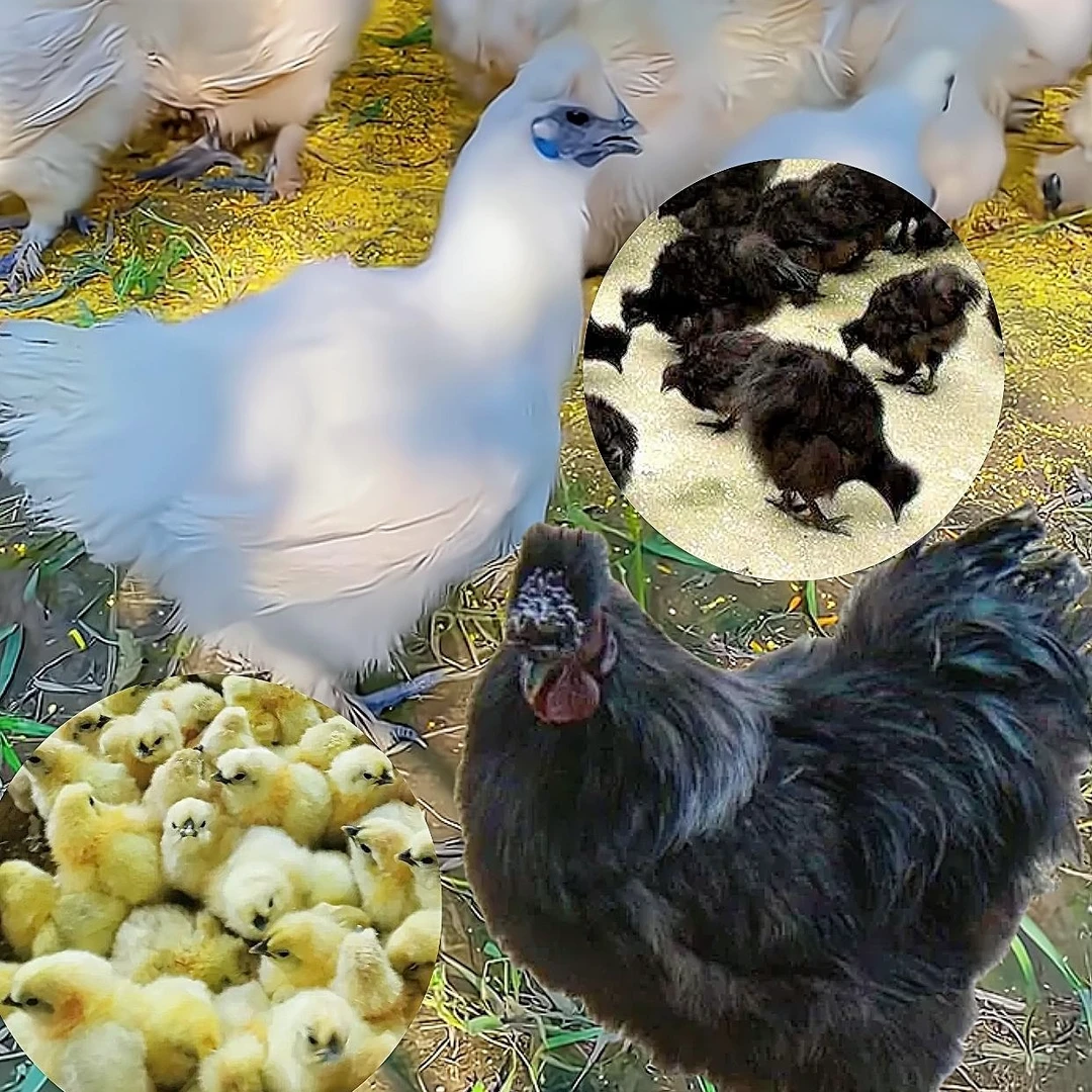 农家大山放养土乌鸡 到手4只毛重12斤净重8斤 顺丰包邮M