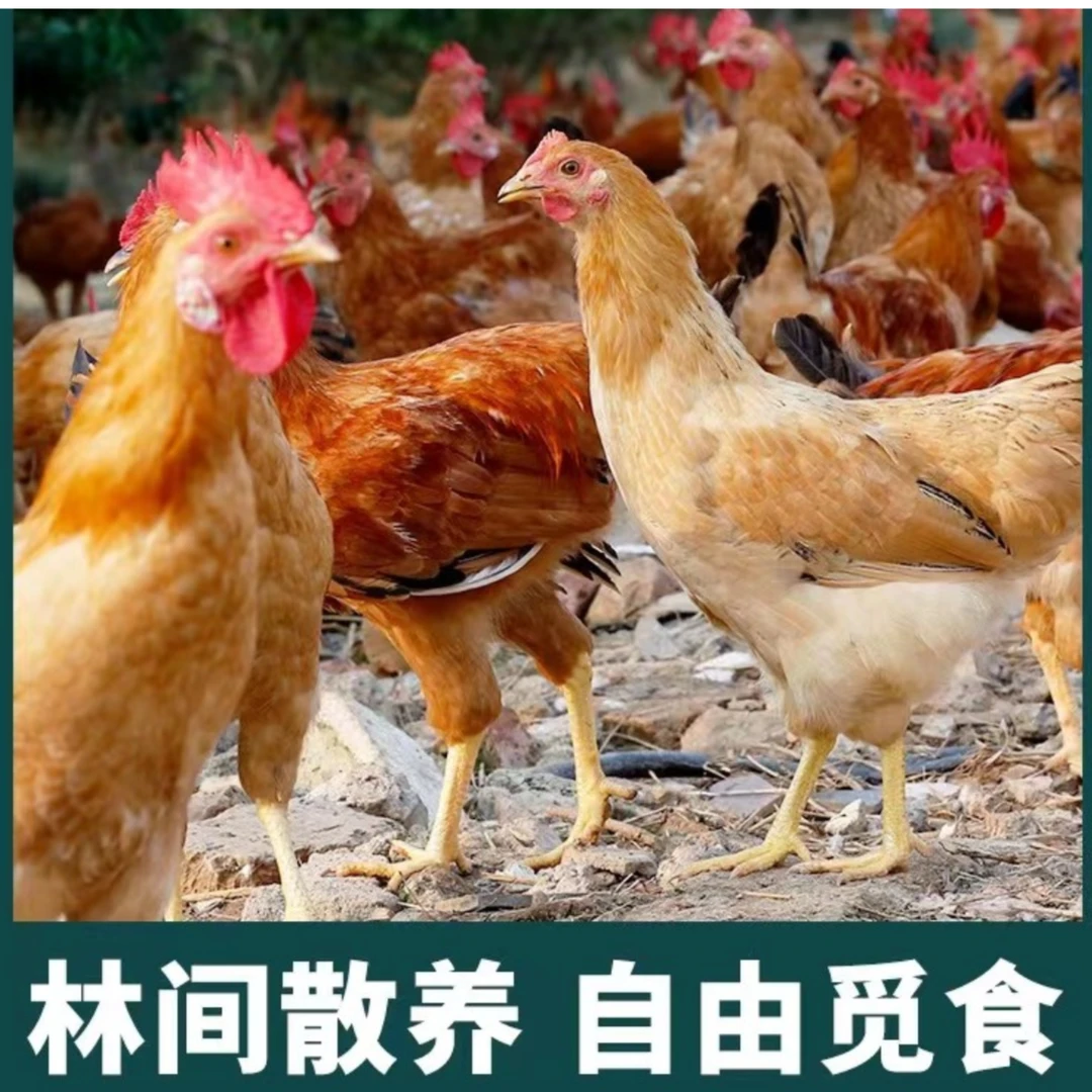 【原生态土鸡】拍一发三 120天黄脚童子仔鸡每只净重1.5斤左右
