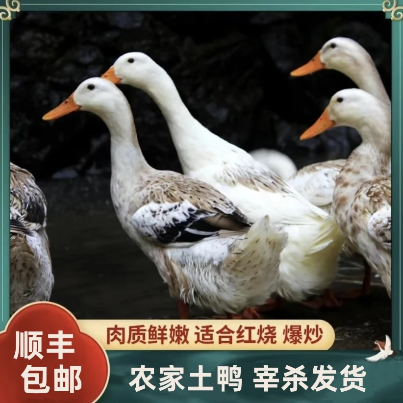 【小邢】农家120天水麻鸭买1送1每只毛重3斤净重2斤左右 顺丰包邮