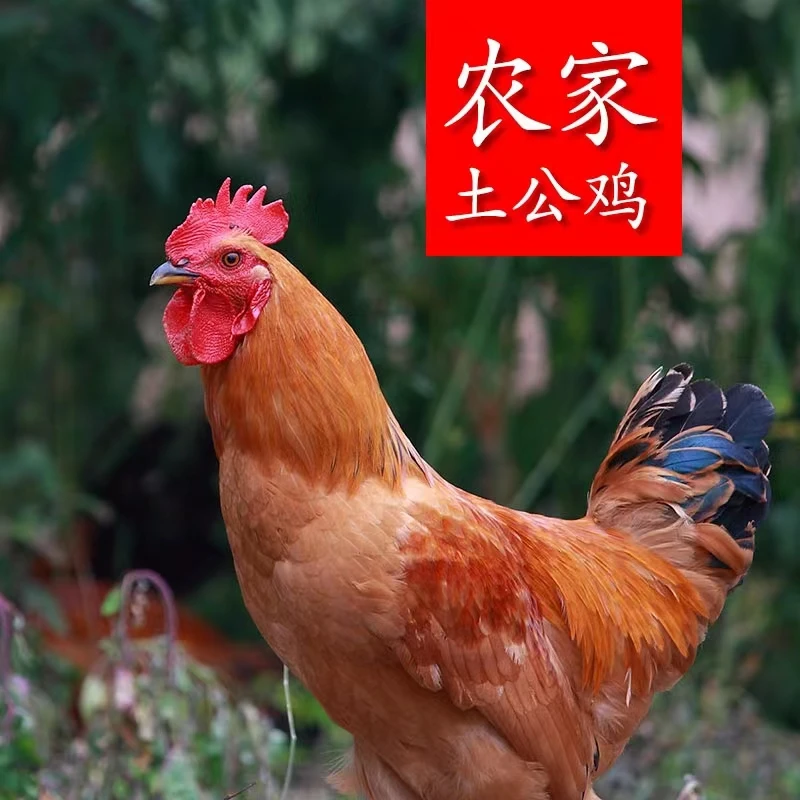 【乐乐家】农家黄脚公鸡买1送2共3只每只毛重4斤净重2.5斤顺丰包邮