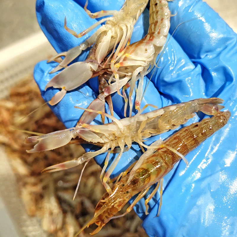【到手3斤】东海嘎巴虾新鲜夹板虾海捕叮铛虾狗虾超低温活冻1500g