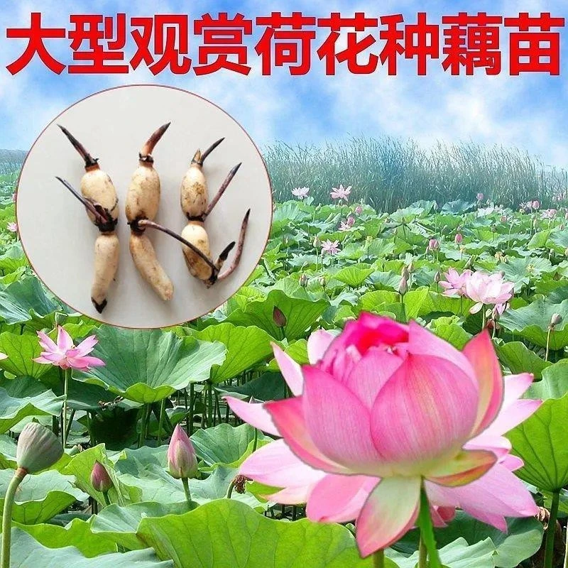 Z观赏荷花种藕混色发货大叶多瓣庭院水培阳台定制款