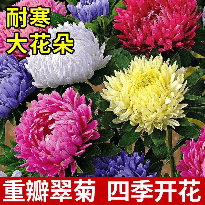 【重瓣菊花种子】大花庭院种植四季开花室内外阳台盆栽菊花种