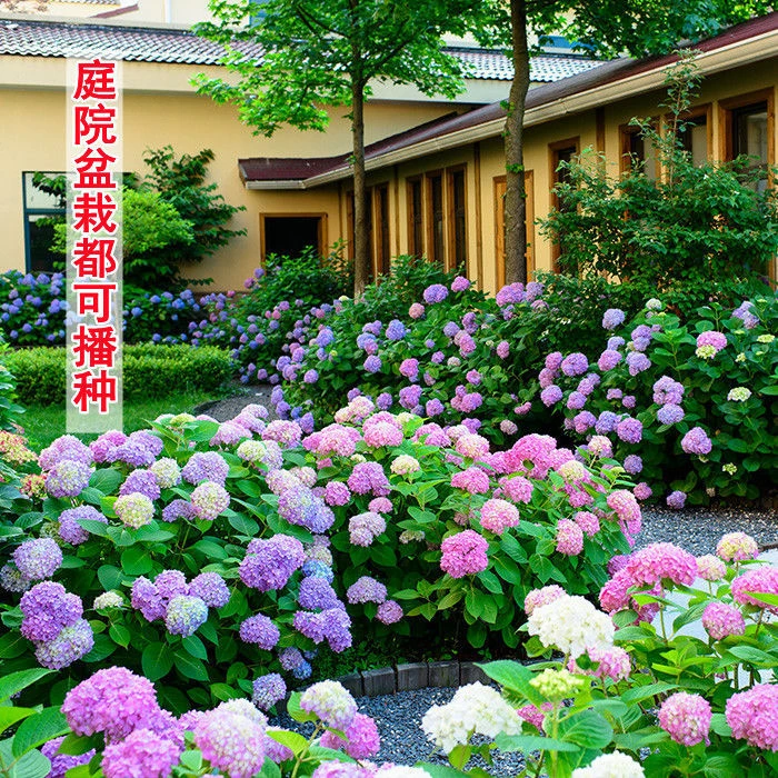 混色梦幻绣球花种子糖果菊花种庭院阳台盆栽四季开花室外花种子