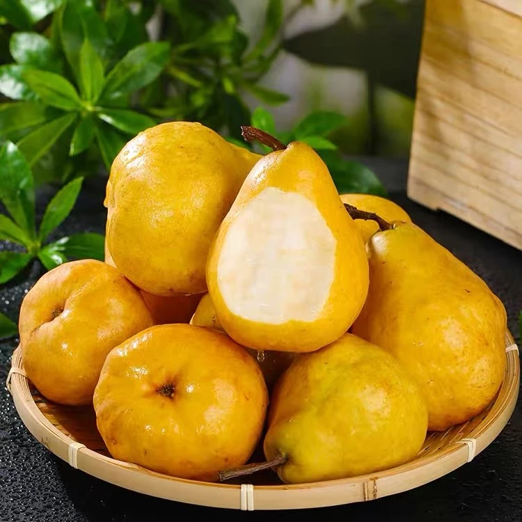 山东烟台中华丑梨4.5斤新鲜水果软梨软糯多汁应当季现摘梨子