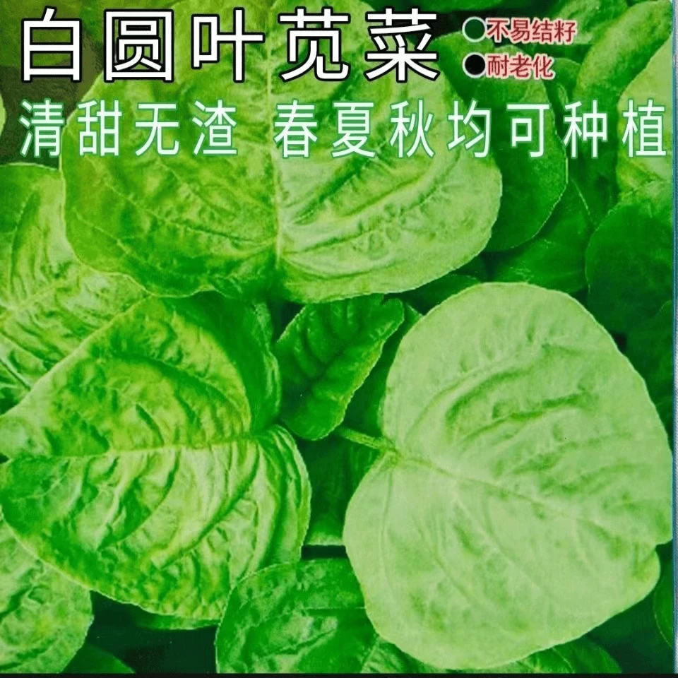 【蔬菜种子满5包送1】白圆叶苋菜种子糯米菜抗病懒人四季易种植蔬