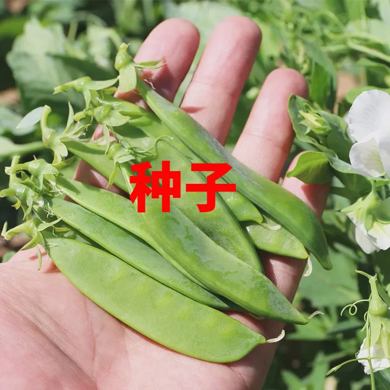 【蔬菜种子满5包送1】白花大荚荷兰豆种子豌豆尖种籽荷兰豆种籽蔬