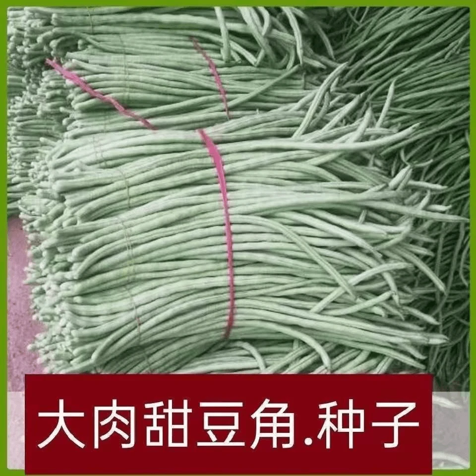 【蔬菜种子满5包送1】大肉糯米甜豆角种子好吃白长豆角春夏秋播白