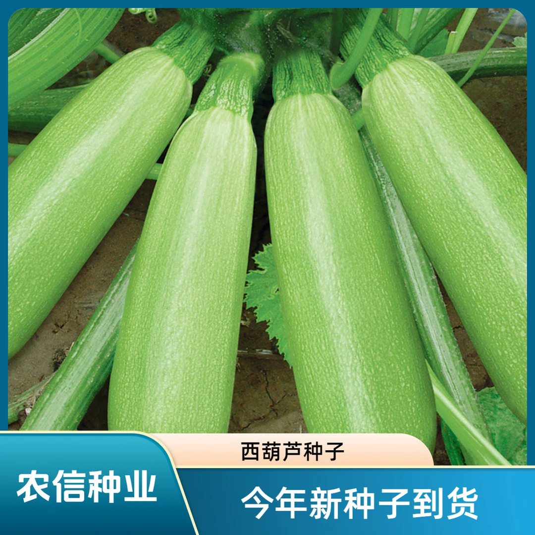 【蔬菜种子满5包送1】西葫芦种子蔬菜种子室内四季简单易种家庭阳