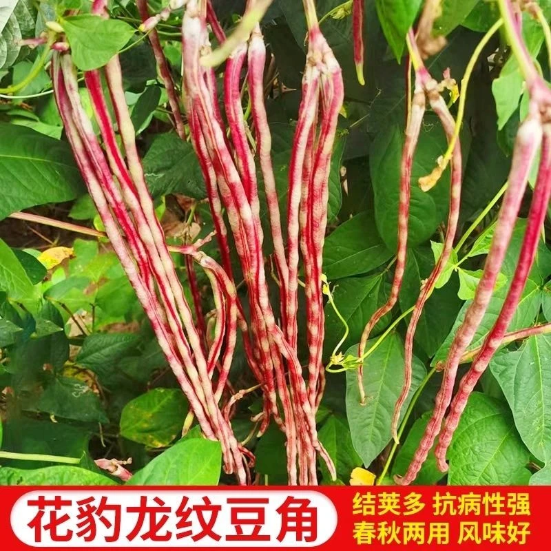 【全店满5元包邮】花豹豇豆胖儿豆角种子龙纹夏秋种籽春秋农家高