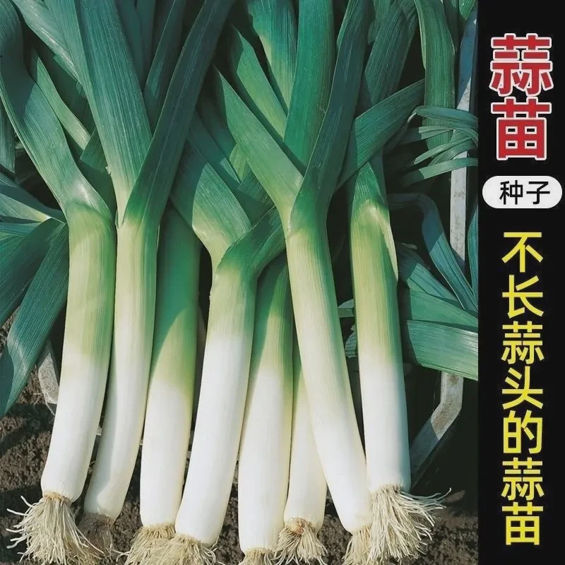 四季宽叶蒜苗种子一年四季三茬连续采收红皮蒜苗籽农家大田蔬菜籽