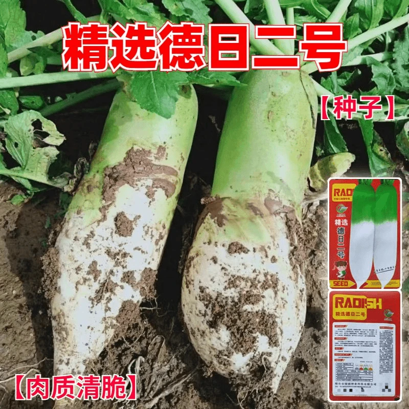 【全店满5包包邮】精选德日二号萝卜种子沙窝萝卜生吃甜脆青萝卜