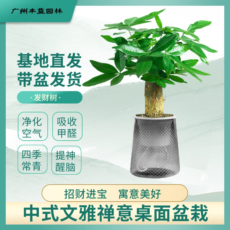 小发财树盆栽室内植物花卉室内盆景摆件水培办公桌面绿植招财好养