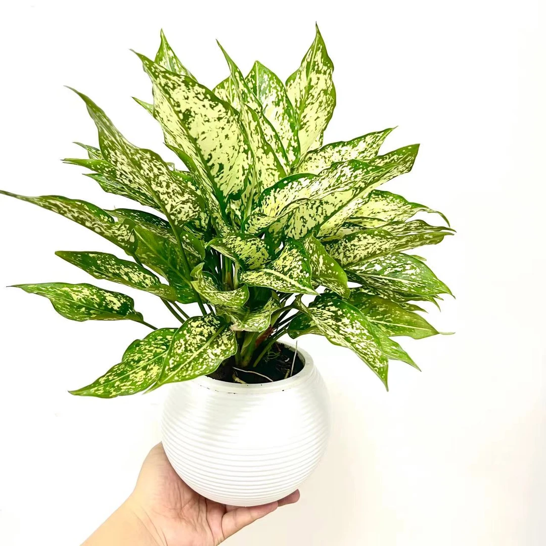 翡翠皇后植物盆栽室内办公室观叶花卉防辐射易养活绿植斑纹万年青