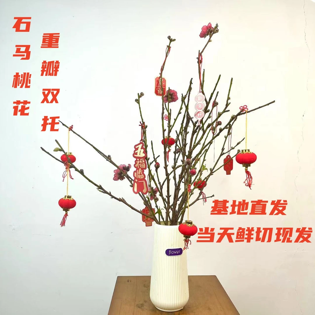 【带瓶】年宵花桃花枝水培鲜切枝室内水养植物盆栽鲜切花秋冬花卉