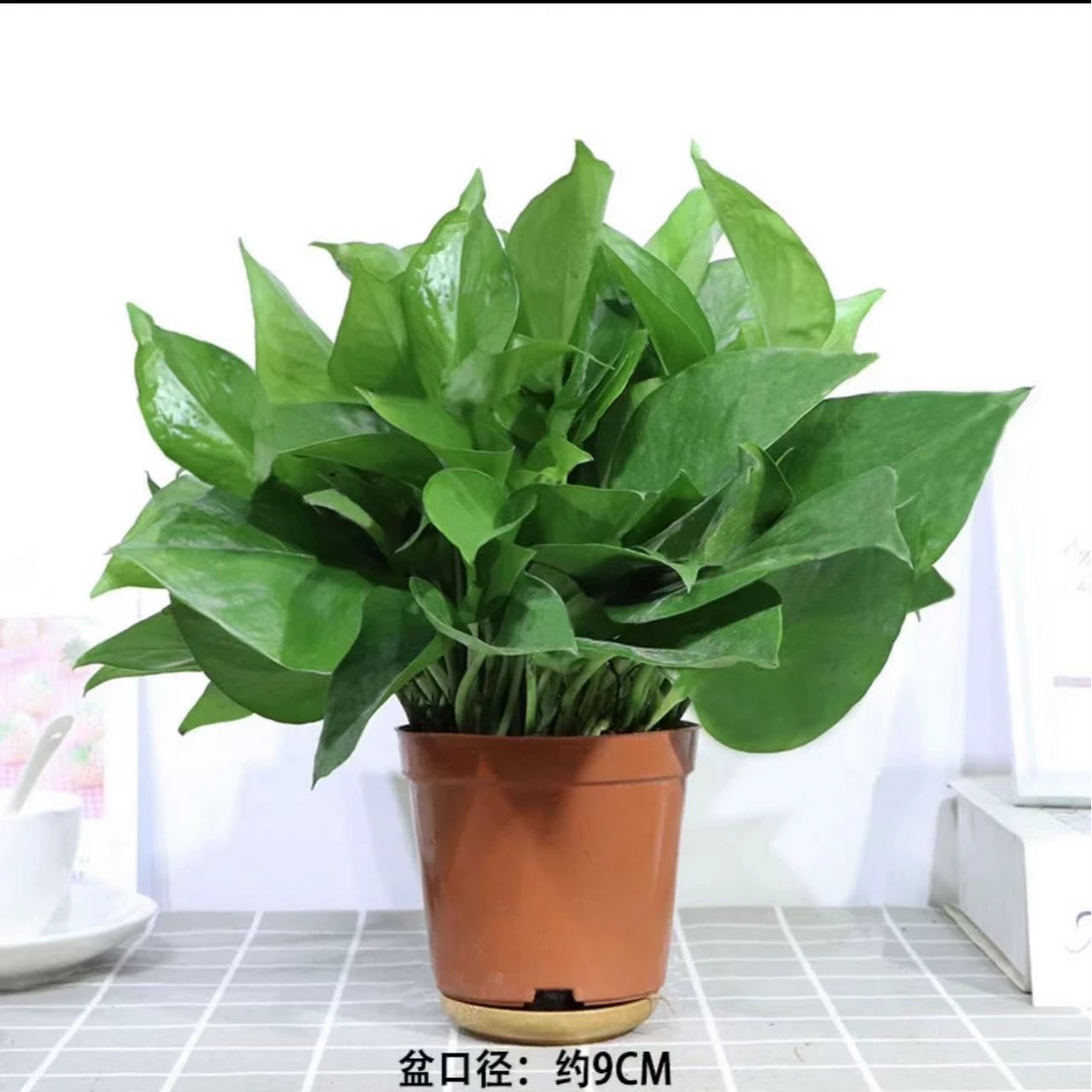 绿萝盆栽室内花卉绿植物长藤大叶盆四季常绿水培土养办公客厅绿箩