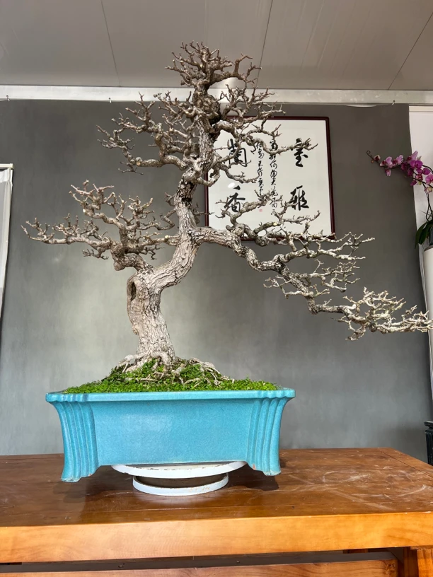 各种盆景一物一拍，请选择对应的价格付款。