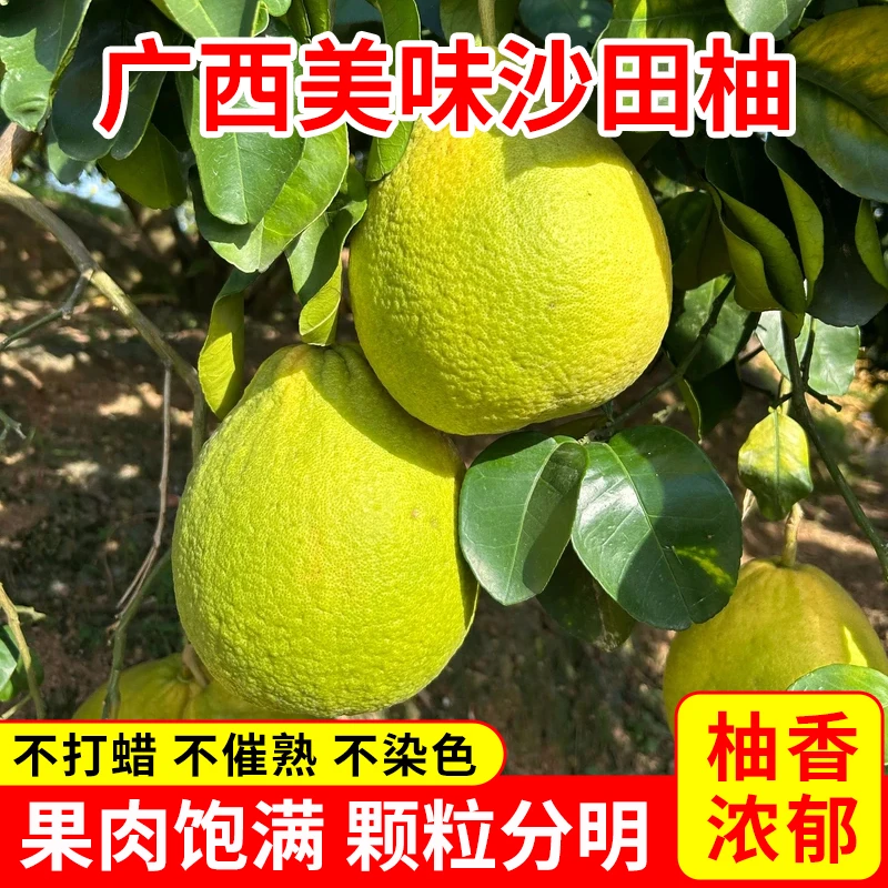 广西正宗容县沙田柚子新鲜水果白心纯甜现摘当季包邮非蜜柚非金柚