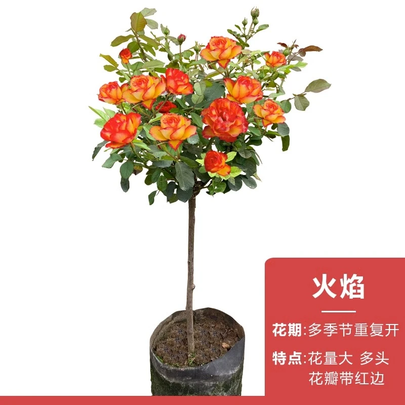 火焰月季精品棒棒糖