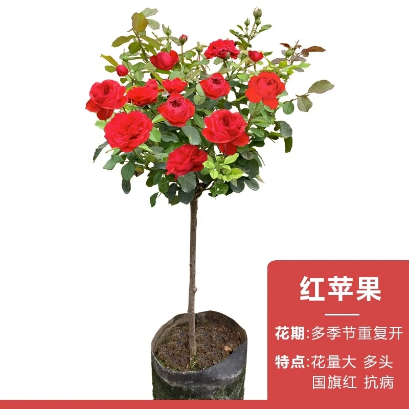 红苹果四季花开棒棒糖