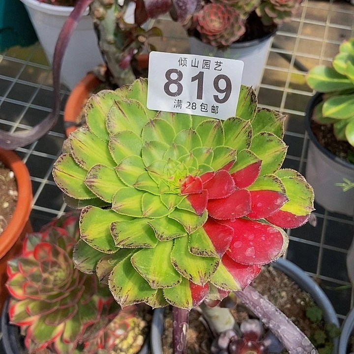 用****8819号多肉植物111