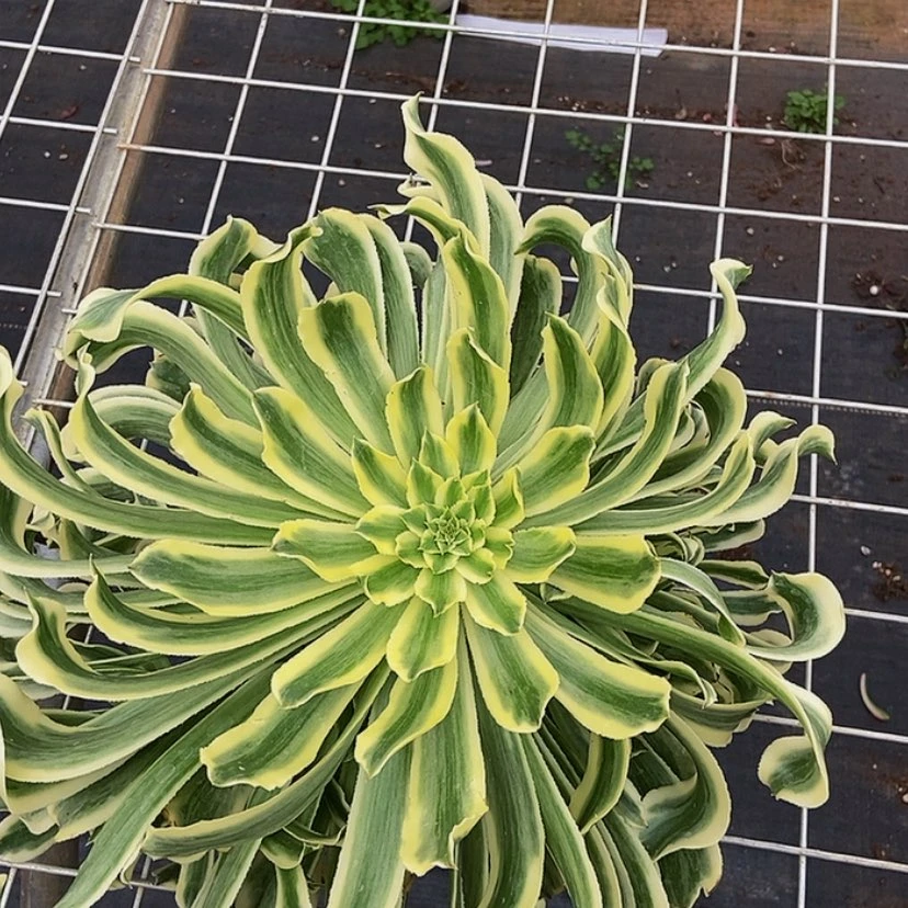 【闪购商品】估**宁12345678