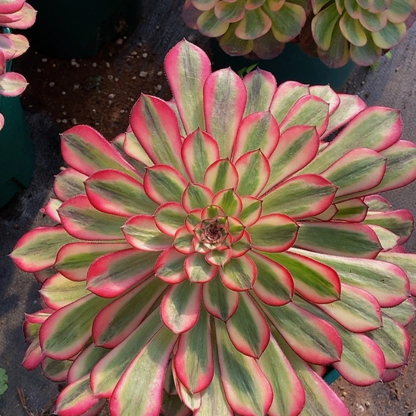 【闪购商品】估**宁12345678