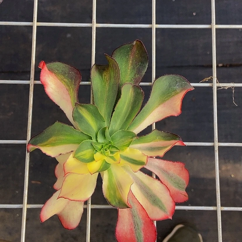 【闪购商品】这****易12345678