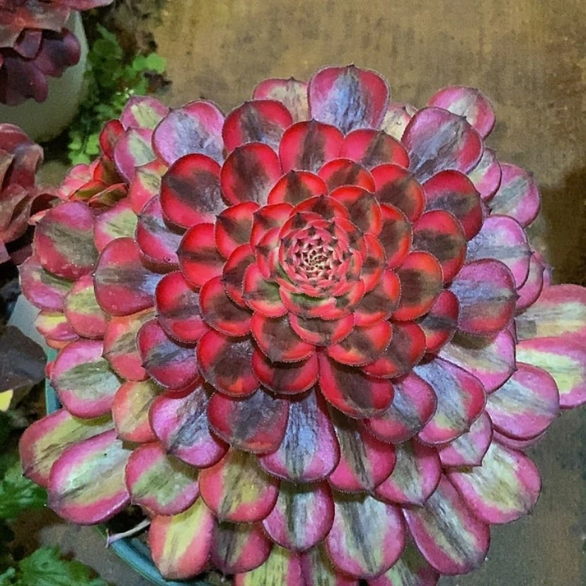 【闪购商品】许*12345678