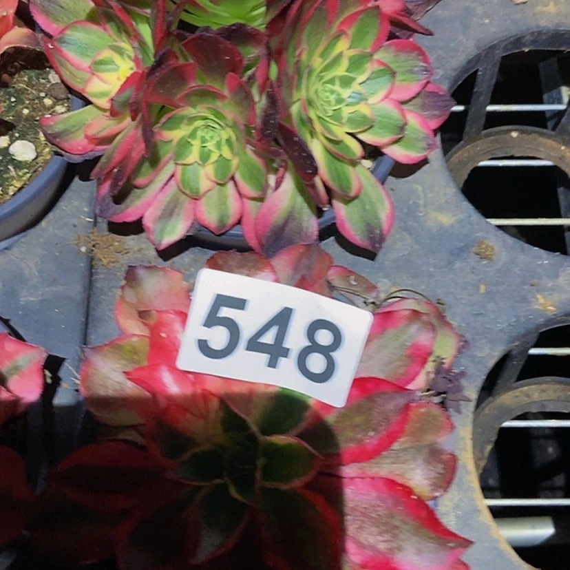 【闪购商品】548123456789