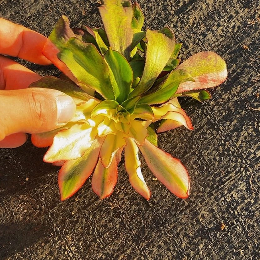 【闪购商品】月*12345678