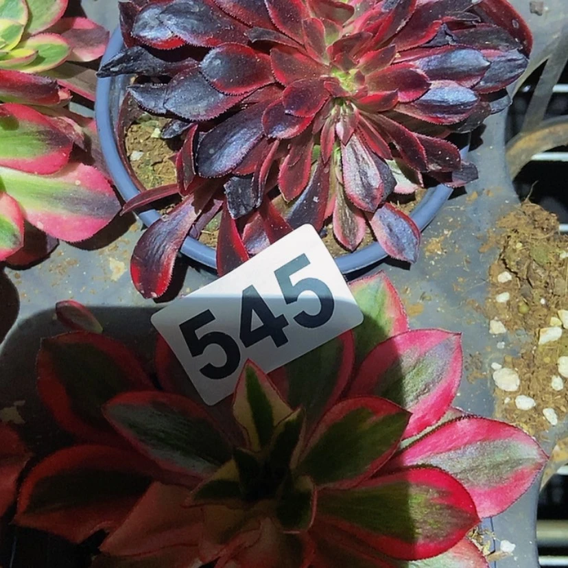 【闪购商品】545123456789
