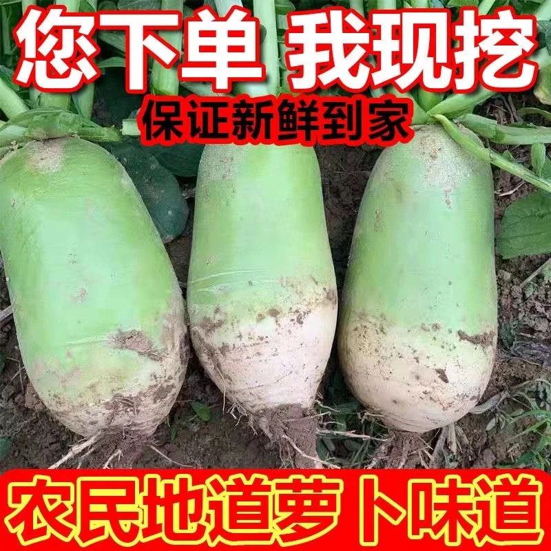 【8.9到手五斤】河南新鲜现拔青萝卜微辣带甜农家自种新鲜蔬菜