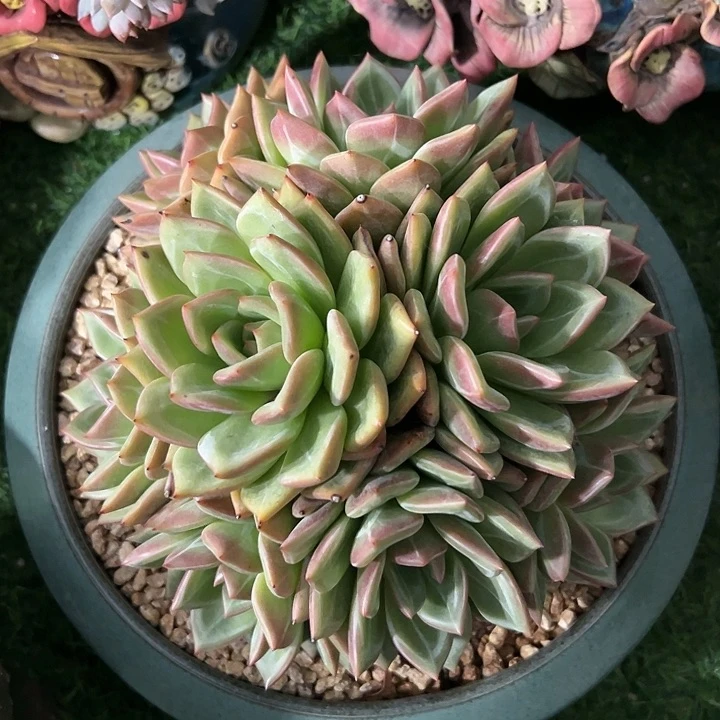 多肉植物 香滨群