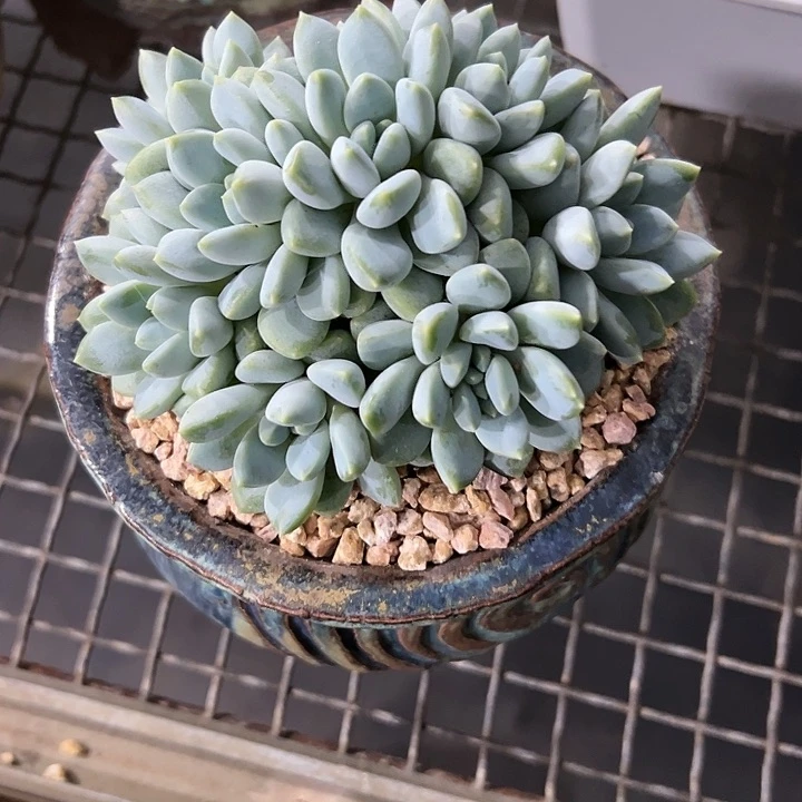 ᝰ****你奶糖多肉植物