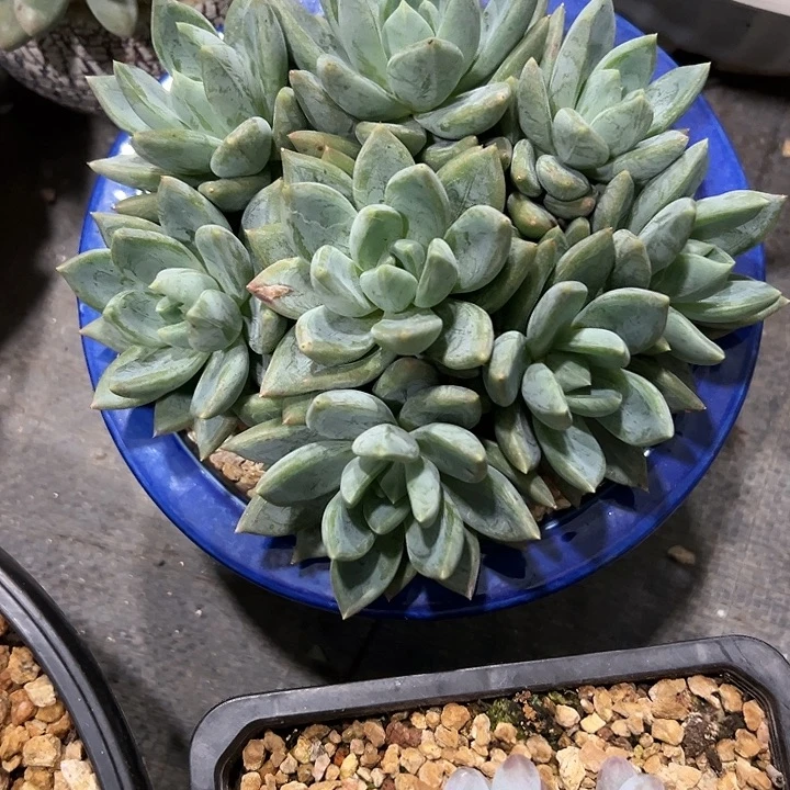 怀****?多肉植物 红蛋群